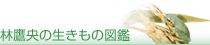 林鷹央の生きもの図鑑